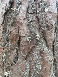 Kiefer stamm, Cairngorms Nationalpark