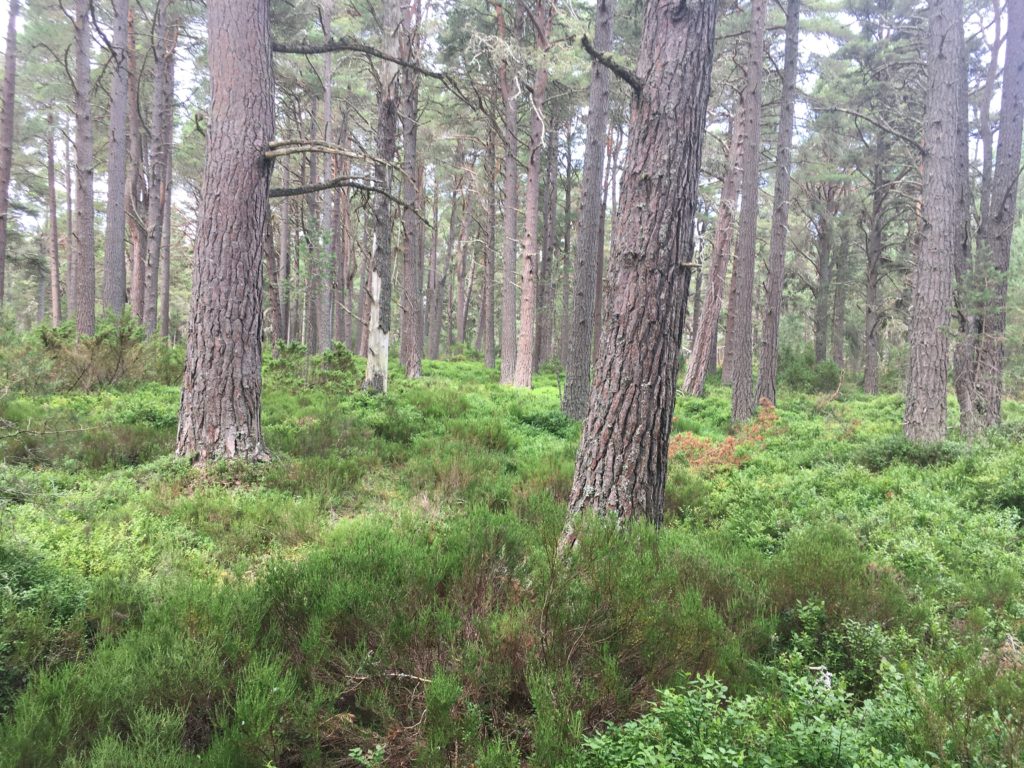 Cairngorms Nationalpark