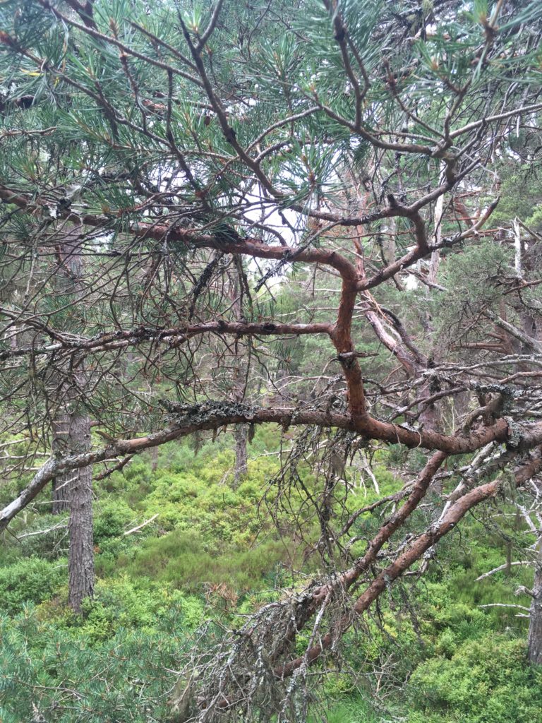Kiefer, Cairngorms nationalpark